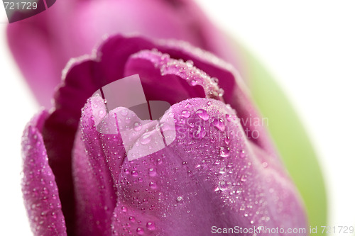 Image of Macro of Purple Tulips with Water Drops