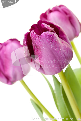 Image of Set of Purple Tulips