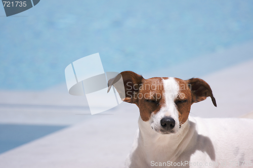 Image of Poolside Meditation