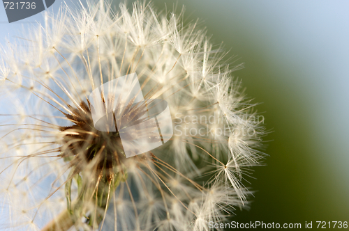 Image of Dandelion Macro Shot