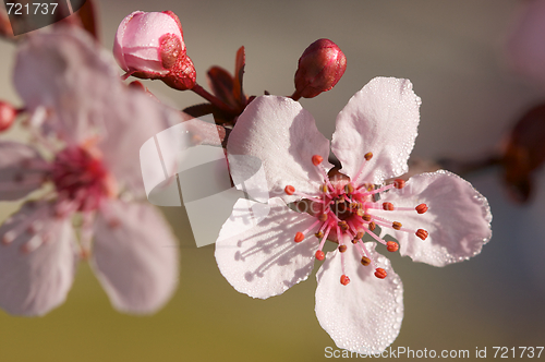 Image of Early Spring Pink Tree Blossoms