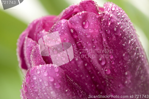 Image of Macro of Purple Tulips with Water Drops