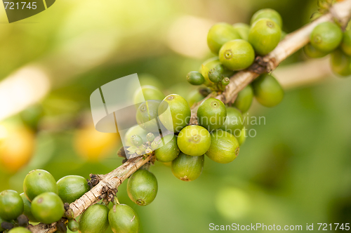 Image of Coffee Beans on the Branch