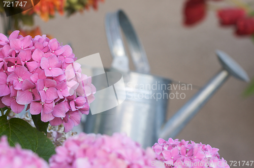 Image of Beautiful Hydrangea Blossoms