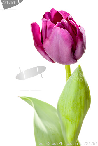 Image of Set of Purple Tulips