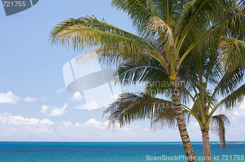 Image of Palm Trees and Tropical Waters