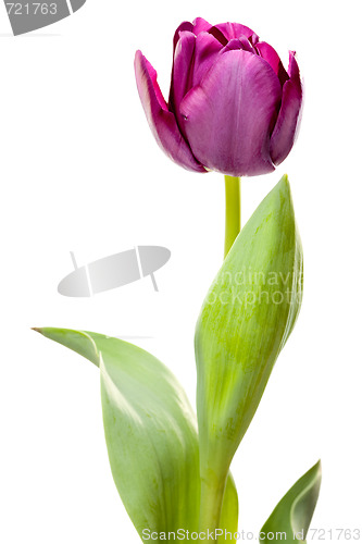 Image of Set of Purple Tulips