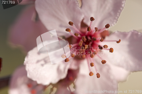 Image of Early Spring Pink Tree Blossoms