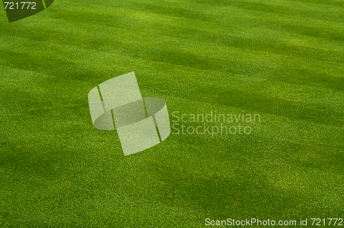 Image of Fresh Cut Grass