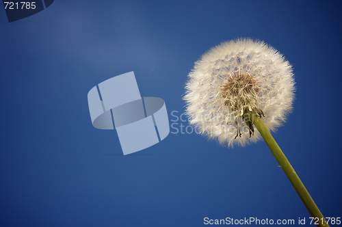 Image of Dandelion Against Deep Blue Sky