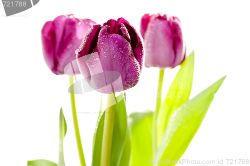 Image of Set of Purple Tulips