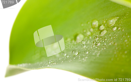 Image of Macro of Water Drops on Tulip Leaf