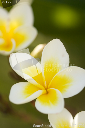 Image of Yellow Plumeria Flowers