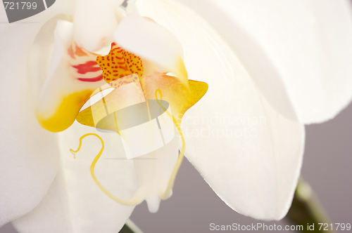 Image of Macro Orchid Flower Blossom