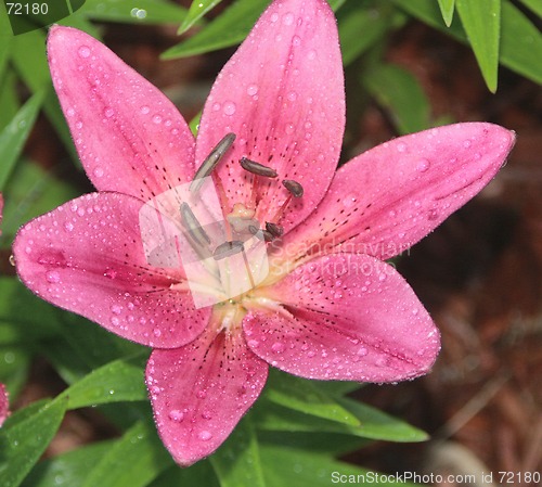 Image of Pink Lily