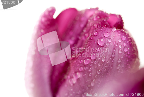 Image of Macro of Purple Tulips with Water Drops