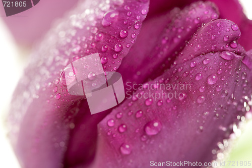 Image of Macro of Purple Tulips with Water Drops