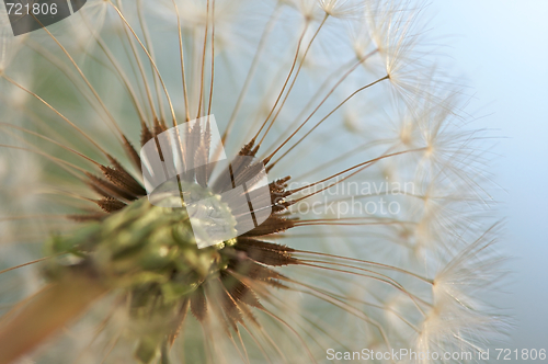 Image of Dandelion Macro Shot