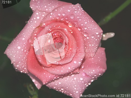 Image of Pink Rose