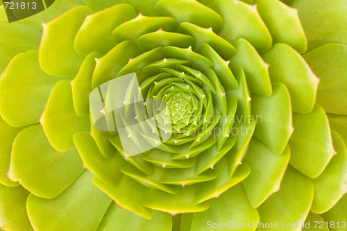 Image of Beautiful Succulent Abstract