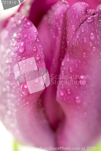 Image of Macro of Purple Tulips with Water Drops