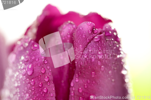 Image of Macro of Purple Tulips with Water Drops