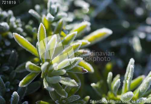 Image of Morning Frost Crystals on Iceplant