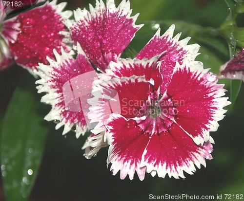 Image of Red,White,Pink