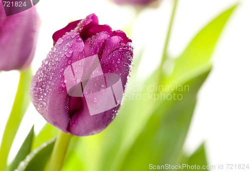 Image of Macro of Purple Tulips with Water Drops