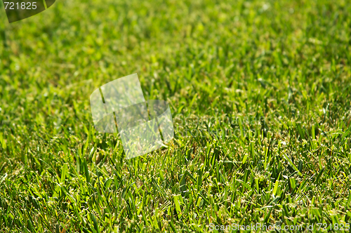 Image of Lush Green Grass