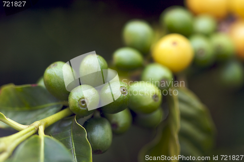 Image of Coffee Beans on the Branch