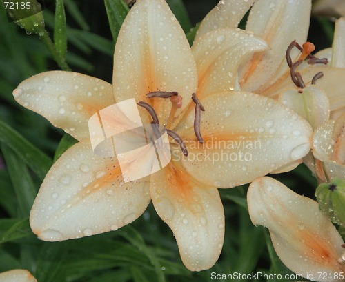 Image of Yellow & Orange lily