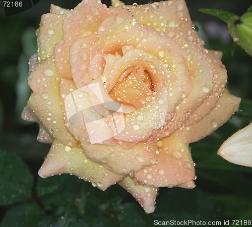 Image of Yellow Rose