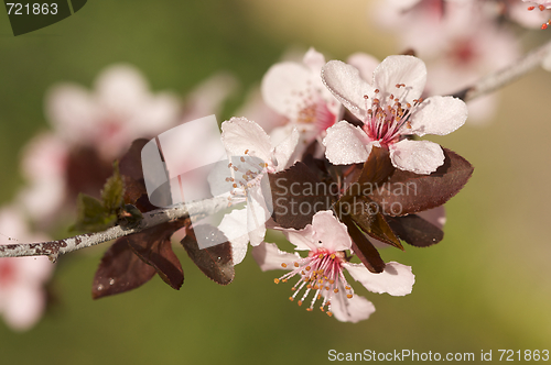 Image of Early Spring Pink Tree Blossoms