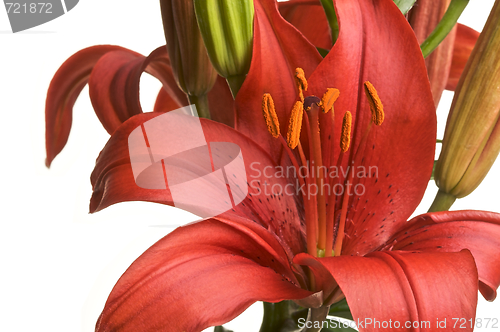 Image of Beautiful Asiatic Lily Bloom