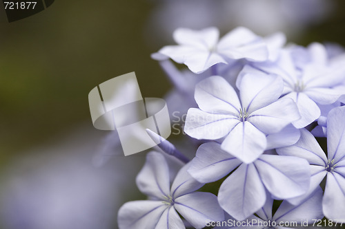 Image of Purple Spring Flower Blossom