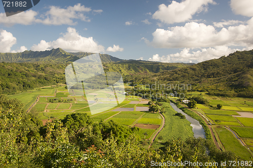 Image of Hanalei Valley and Taro Fields