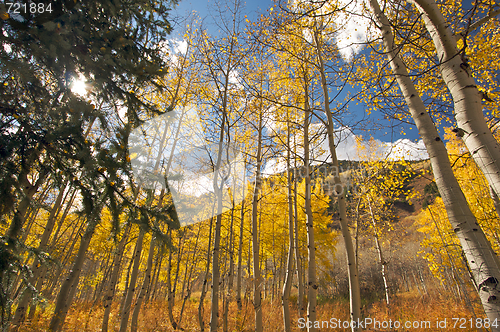 Image of Colorful Aspen Pines