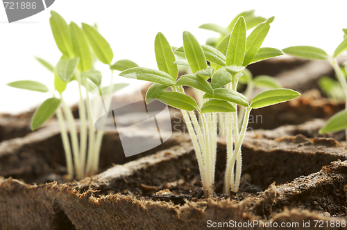 Image of Sprouting Plants