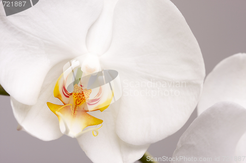 Image of Macro Orchid Flower Blossoms