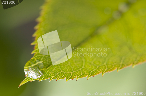 Image of Close Up Leaf & Water Drops