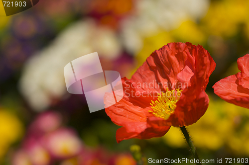 Image of Red Iceland Poppie Bloom