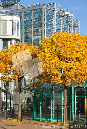 Image of Autumn leaves in the city