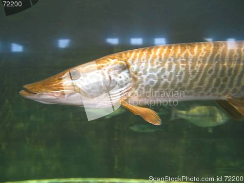 Image of Pike Fish