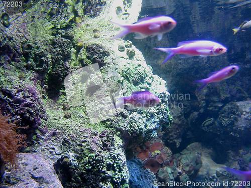 Image of Purple Fish