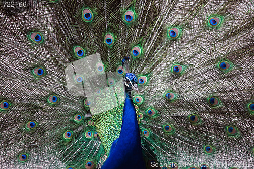 Image of Male peacock