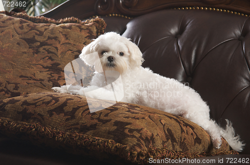 Image of Maltese Puppy Relaxing