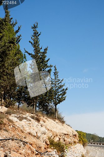 Image of Cypresses on rocky hill in Jerusalem mountains  