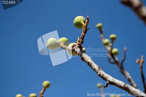 Image of Small green figs on the tree on blue sky background