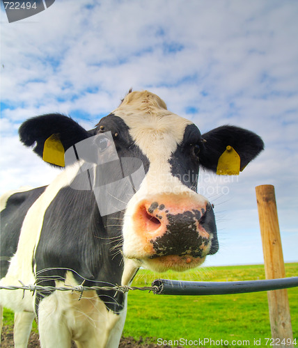 Image of cow on pasture